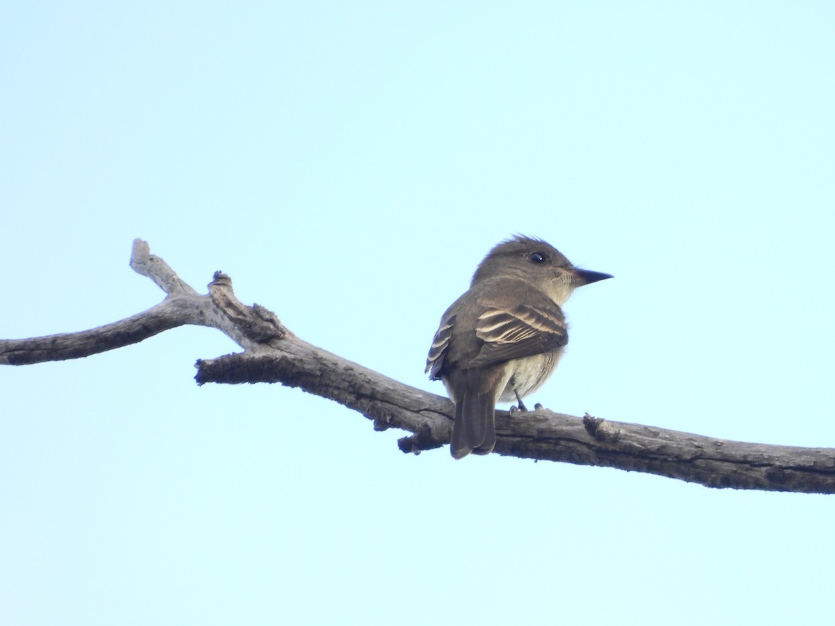 Western Wood-Pewee - ML642712218