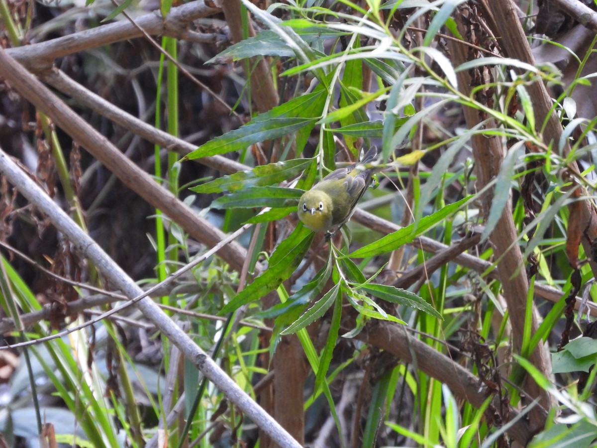 Swinhoe's White-eye - ML642712226