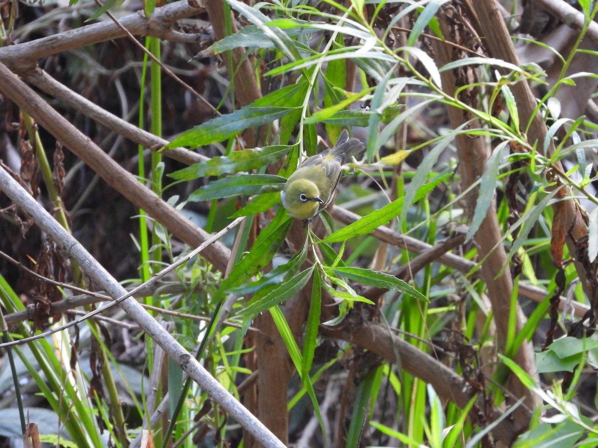 Swinhoe's White-eye - ML642712227