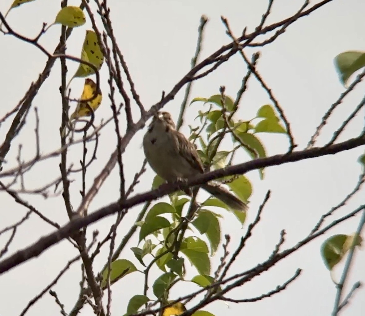 Lark Sparrow - ML642712231