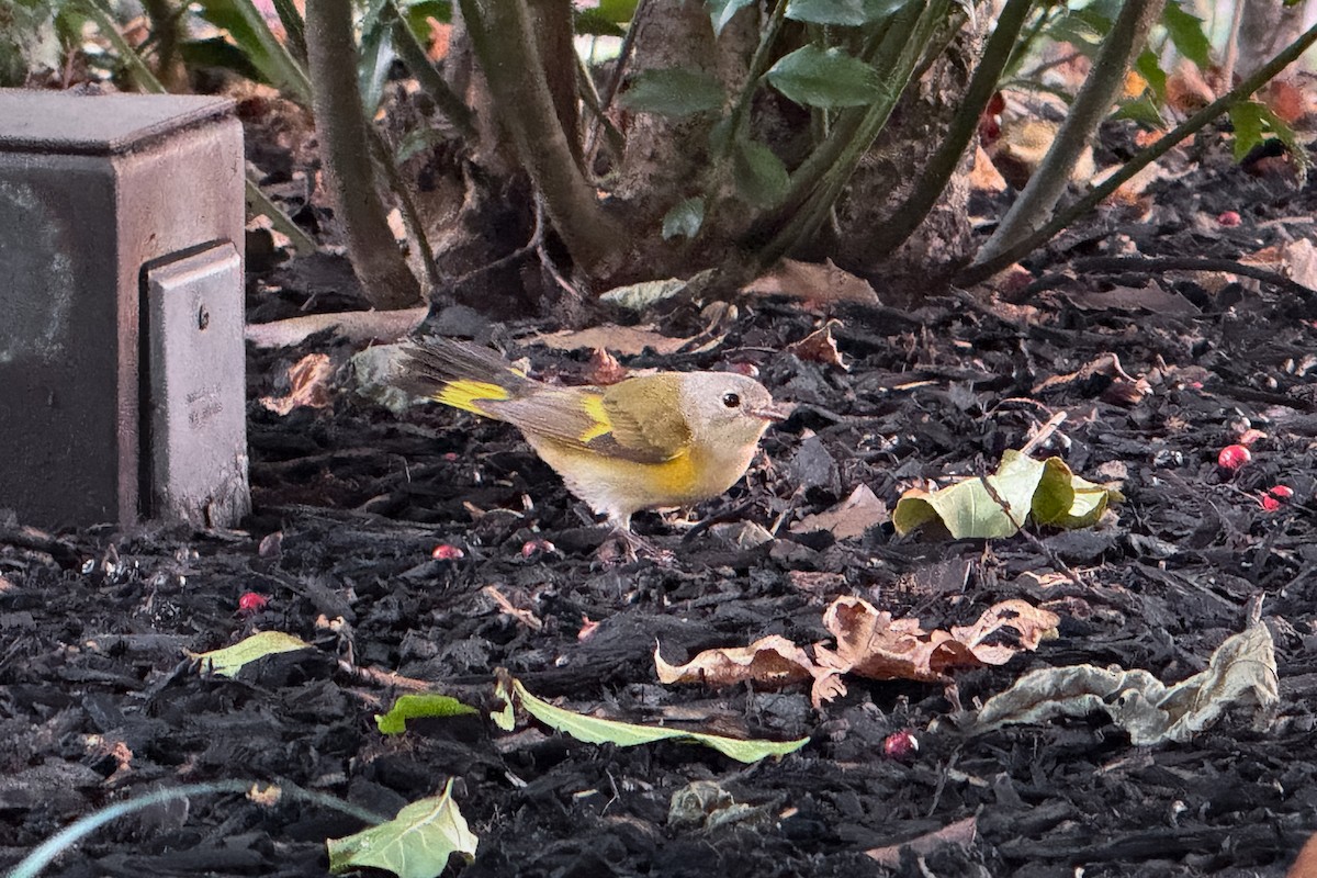 American Redstart - ML642712236