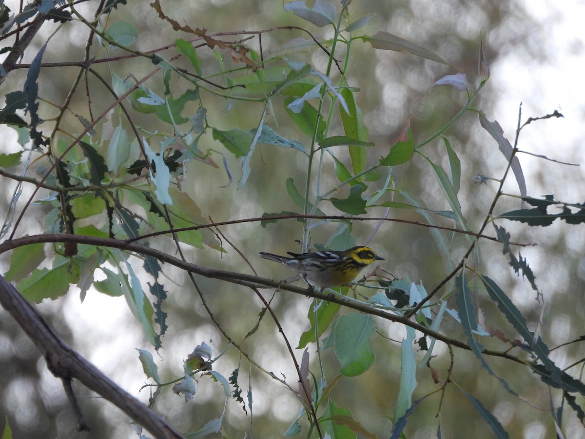 Townsend's Warbler - ML642712240