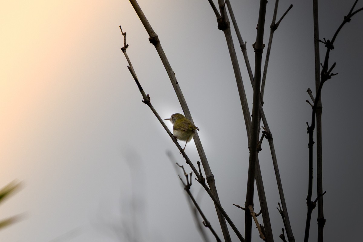 Dark-necked Tailorbird - ML642712242