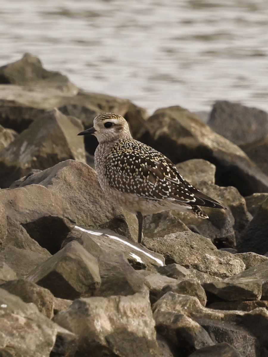 American Golden-Plover - ML642712245