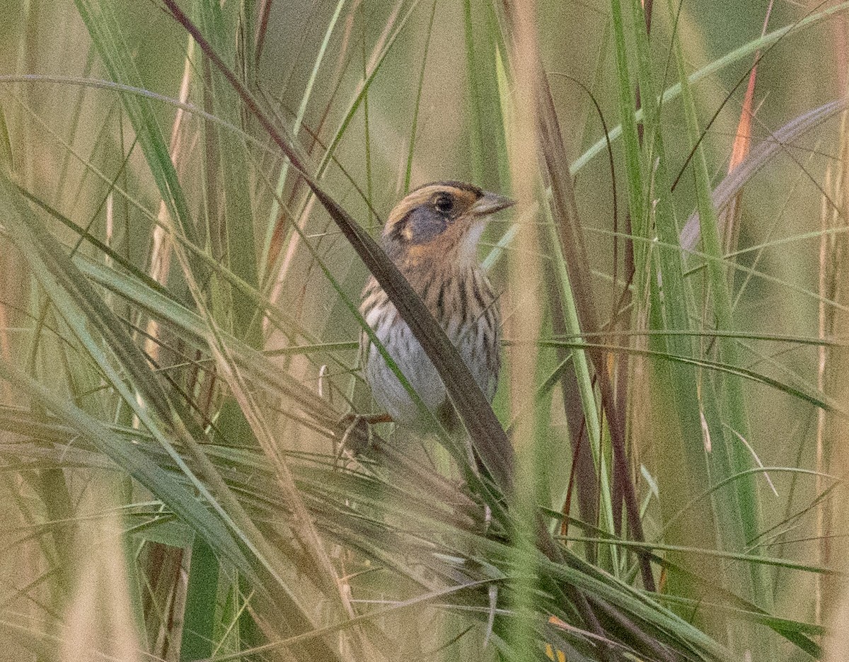 Saltmarsh Sparrow - ML642712262