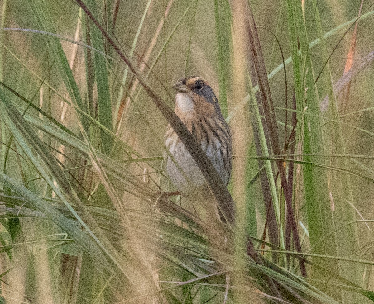 Saltmarsh Sparrow - ML642712266