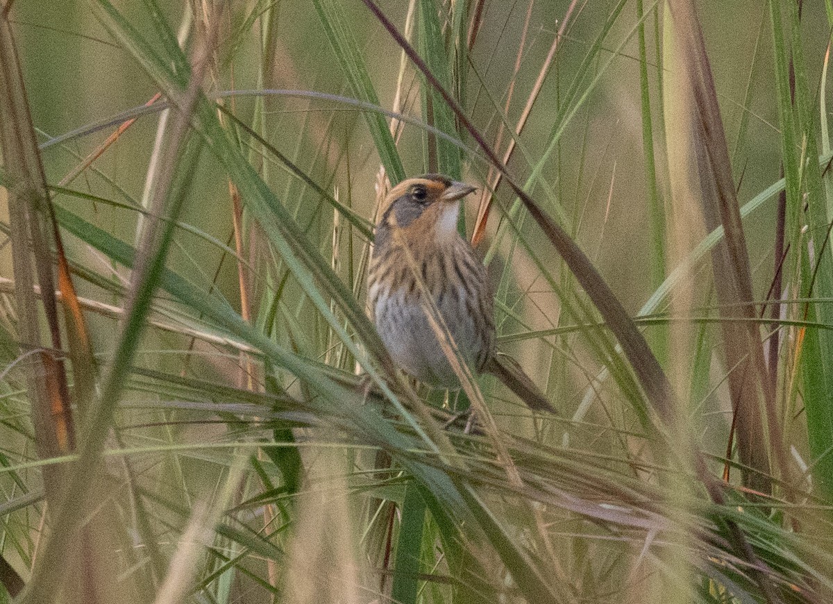 Saltmarsh Sparrow - ML642712269