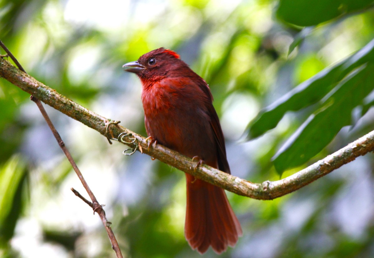 Red-crowned Ant-Tanager - ML642712274