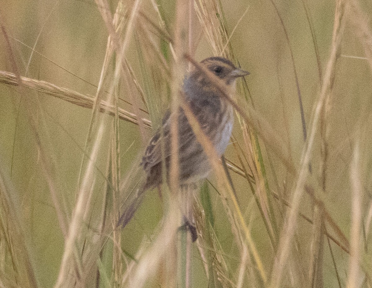 Nelson's Sparrow - ML642712281