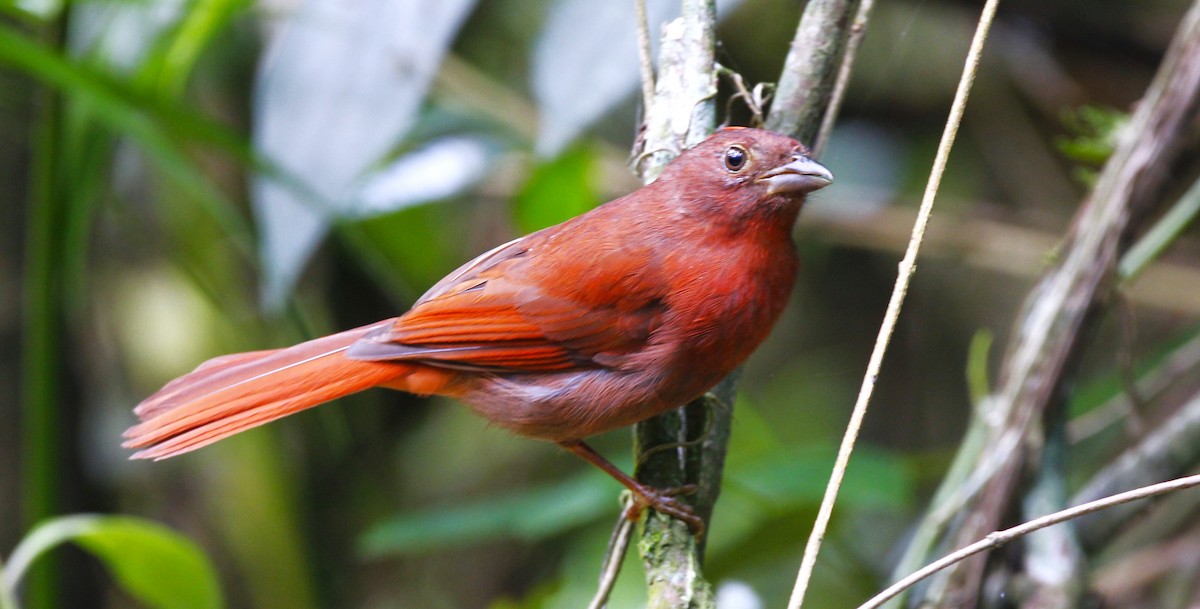 Red-crowned Ant-Tanager - ML642712287