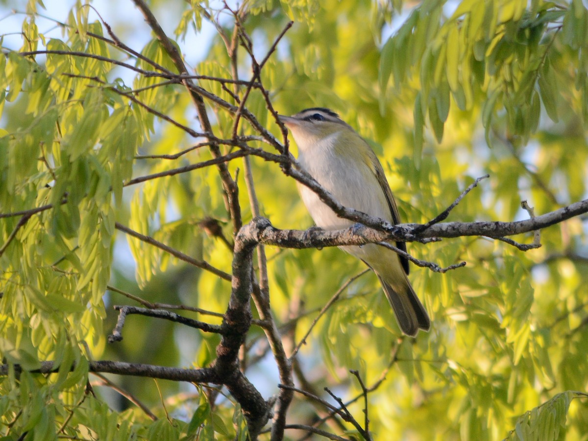Chivi Vireo - ML642712288