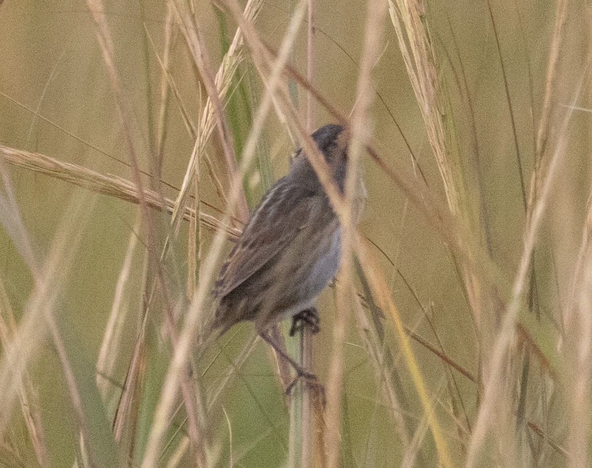 Nelson's Sparrow - ML642712293