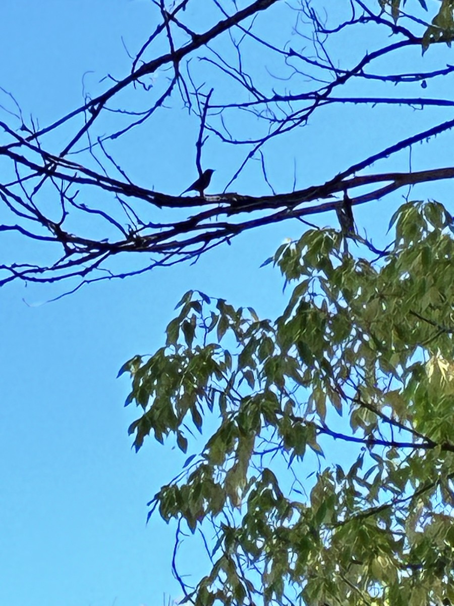 Zozo papargorria - ML642712316
