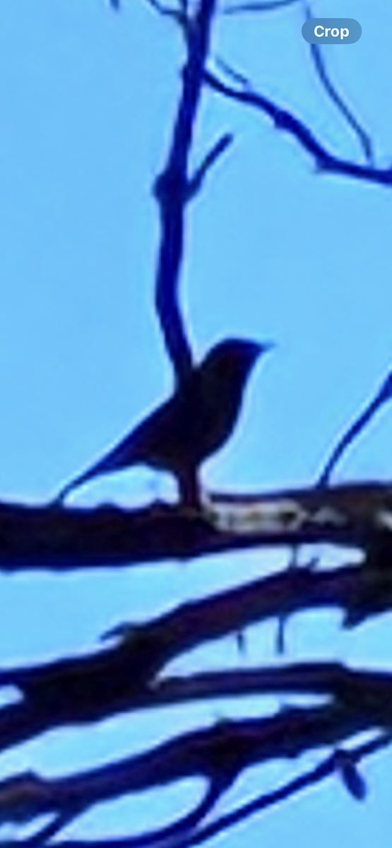 Zozo papargorria - ML642712318