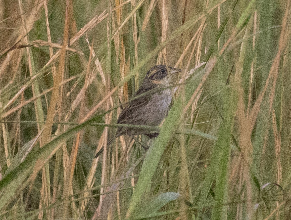 Seaside Sparrow - ML642712376
