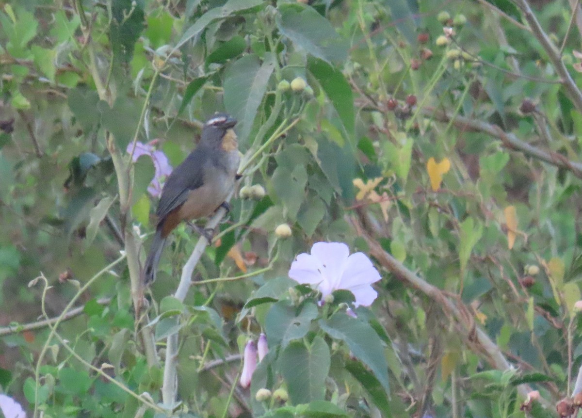 Bluish-gray Saltator - ML642712402