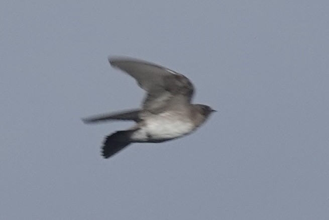 Northern Rough-winged Swallow - ML642712461