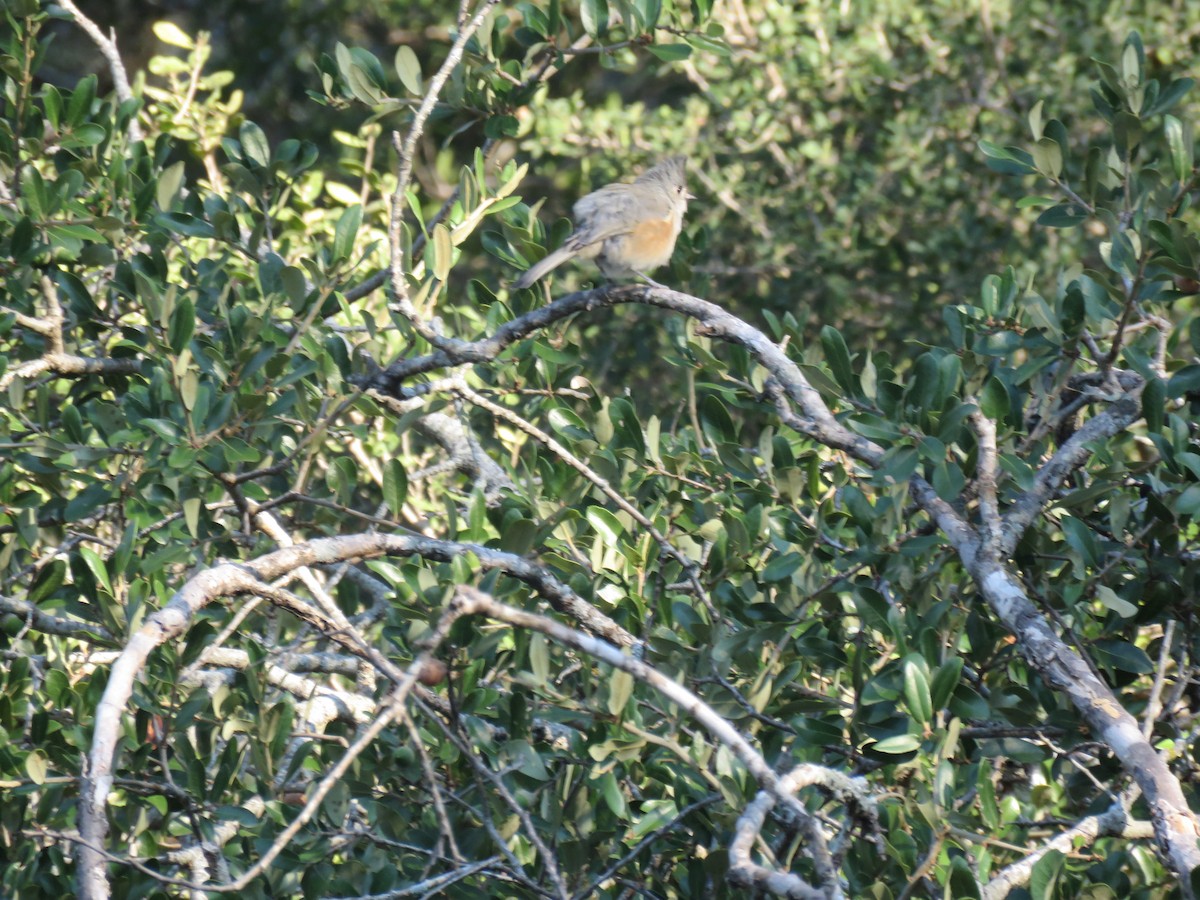 Black-crested Titmouse - ML642712478