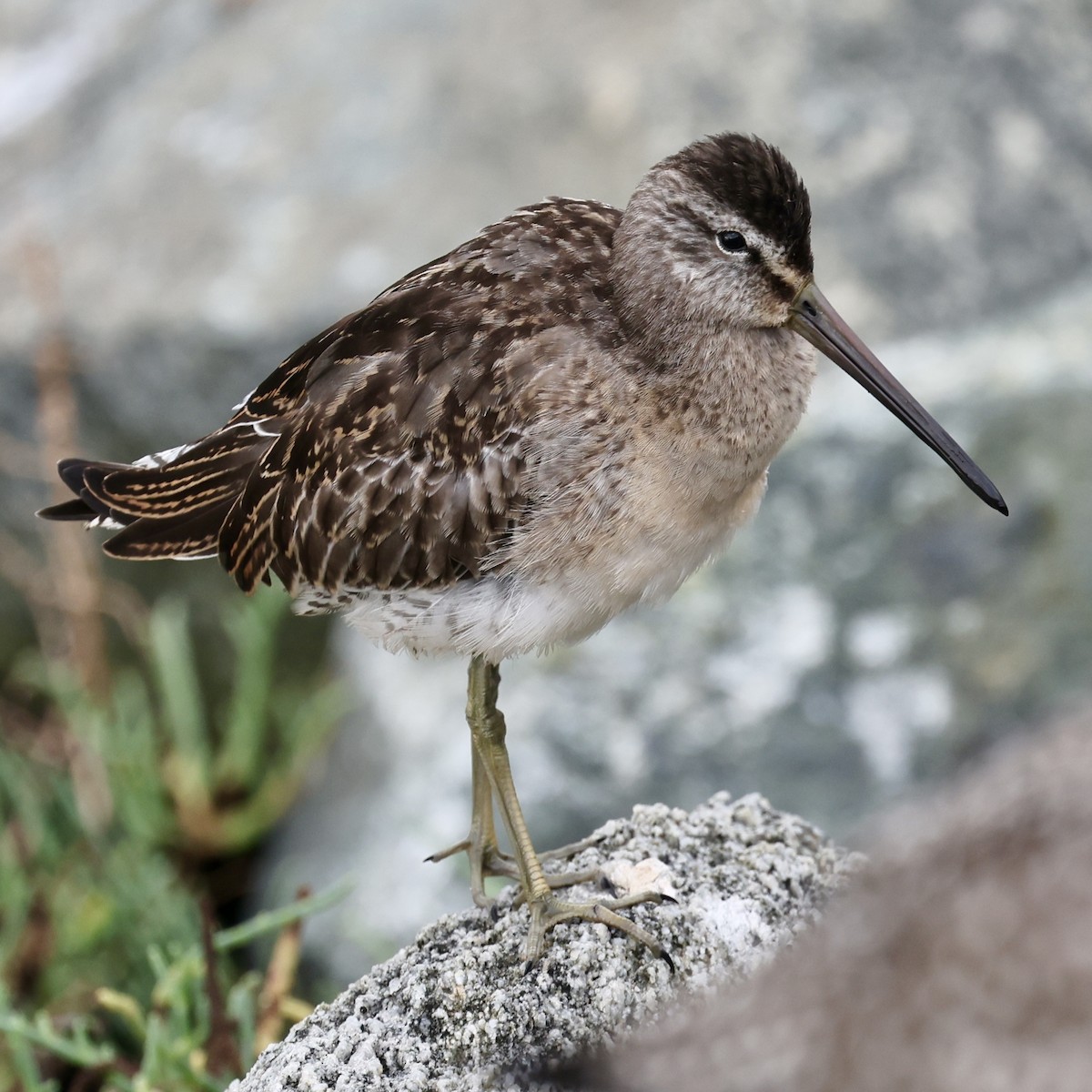 Short-billed Dowitcher - ML642712479