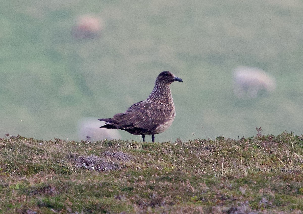 Great Skua - ML642712484