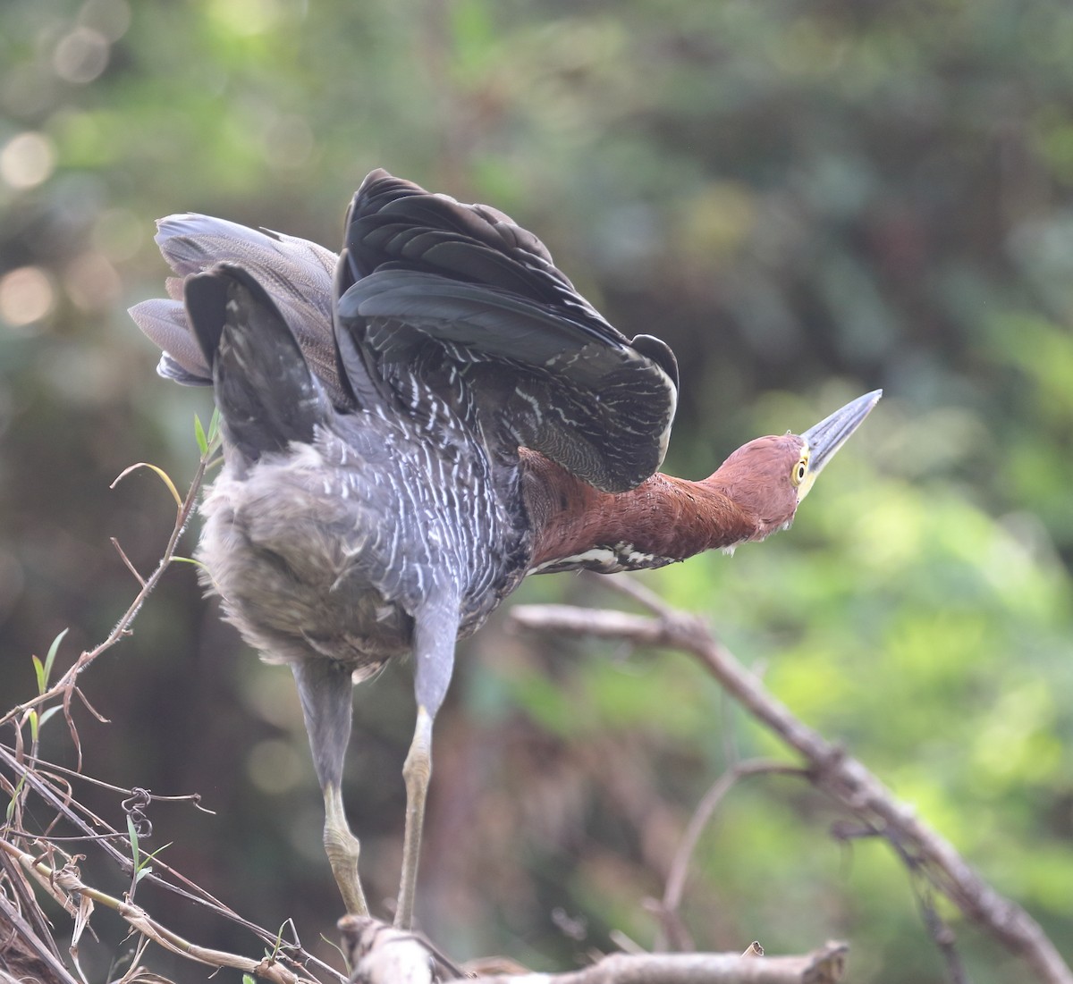 Rufescent Tiger-Heron - ML642712488