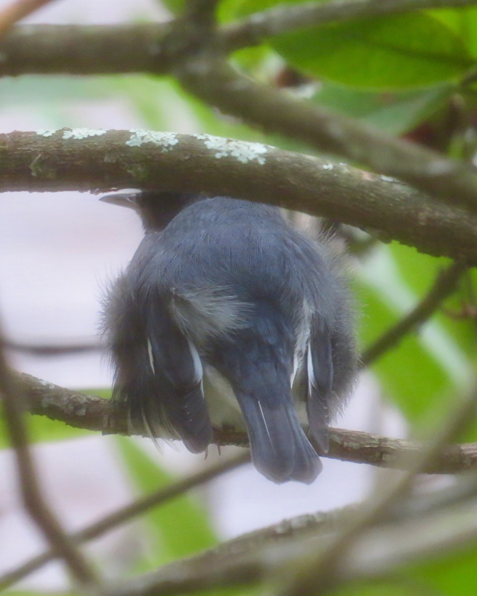 Reinita Azulada - ML642712491