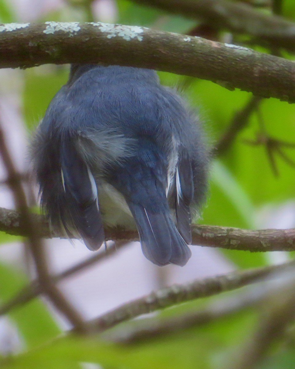 Reinita Azulada - ML642712492