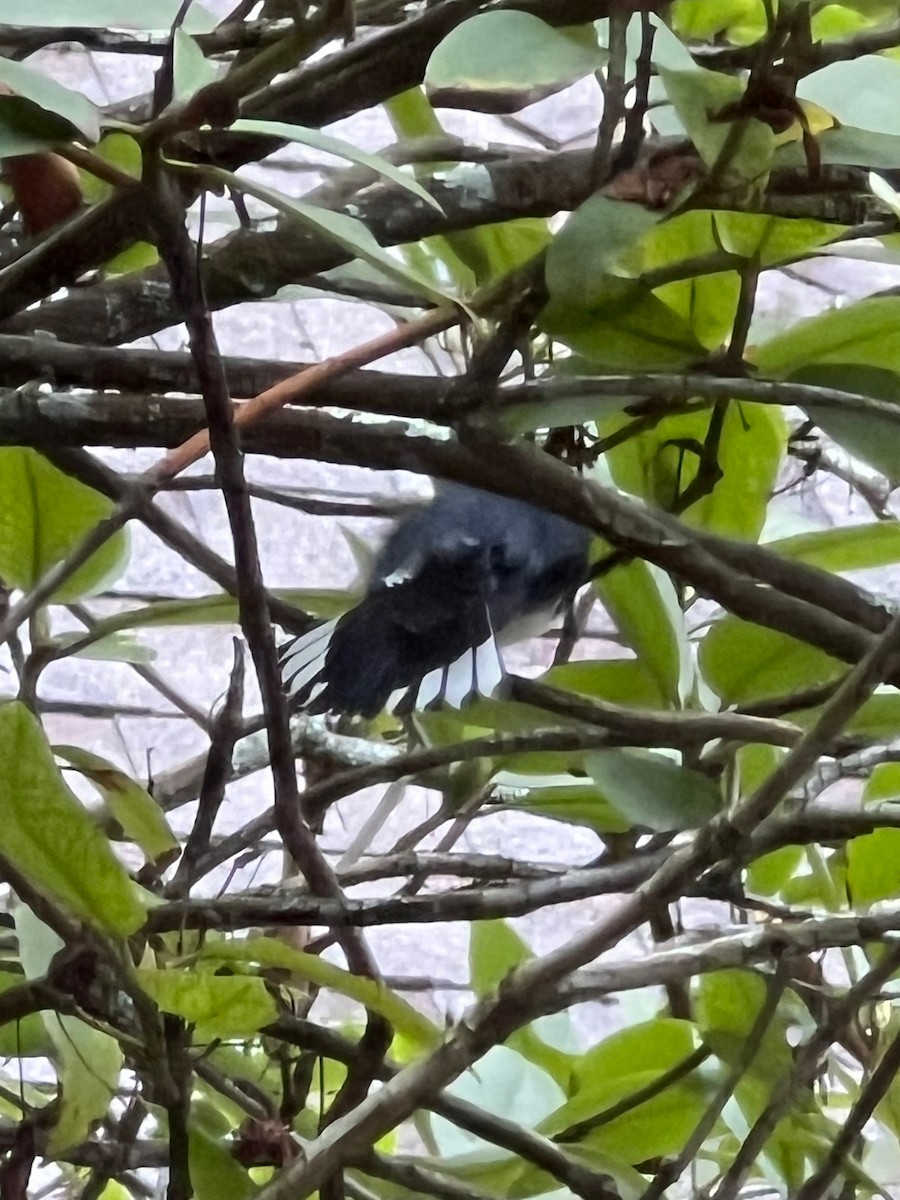 Reinita Azulada - ML642712493