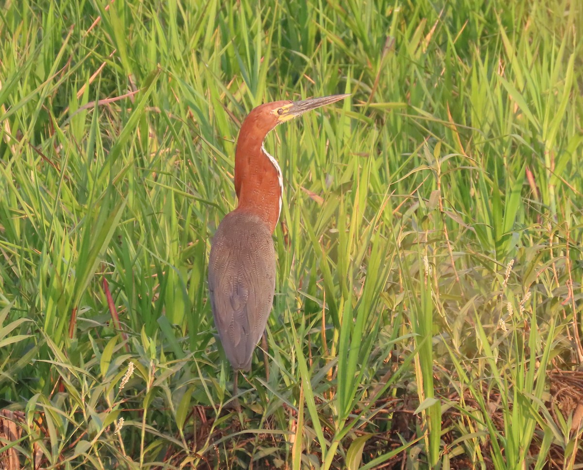 Rufescent Tiger-Heron - ML642712505