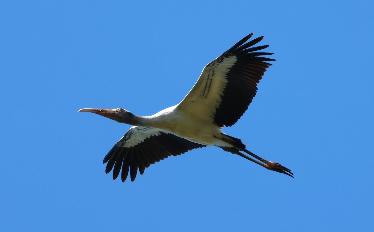 Wood Stork - ML642712507