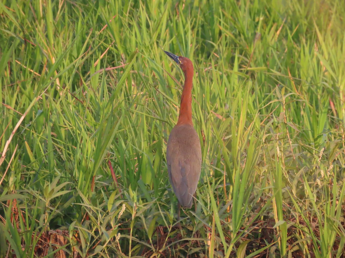 Rufescent Tiger-Heron - ML642712515