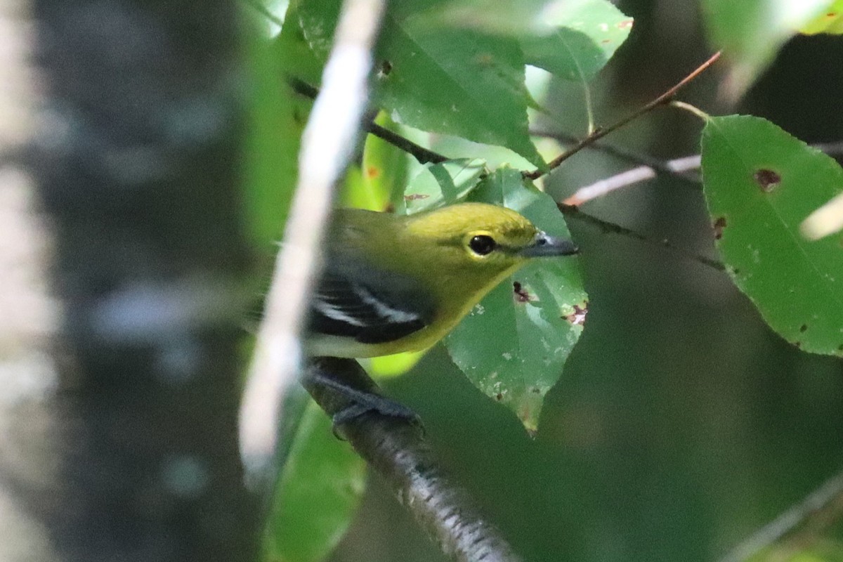 Yellow-throated Vireo - ML642712529