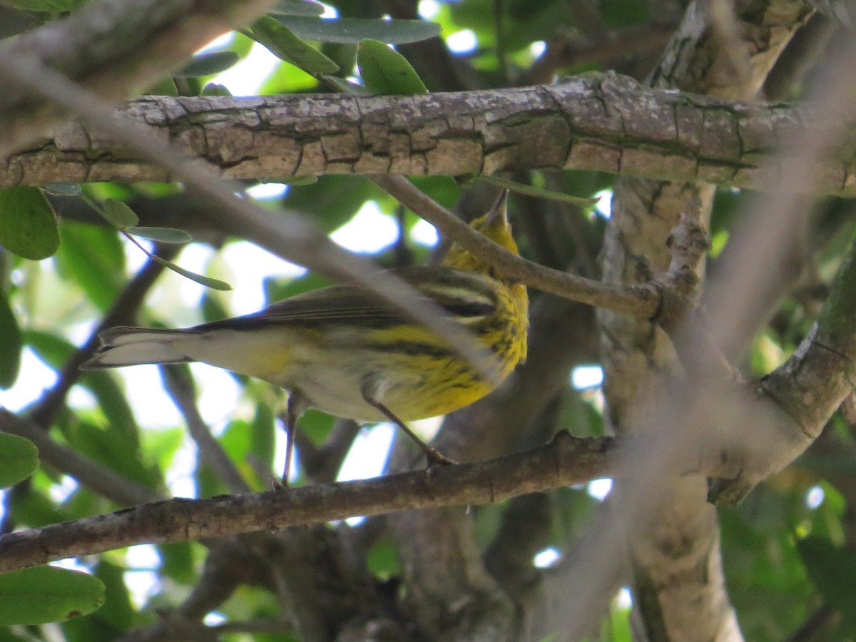 Cape May Warbler - ML642712542