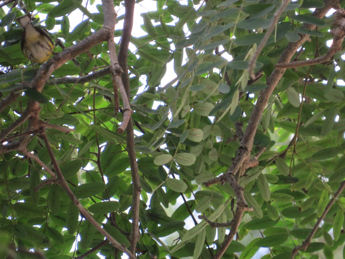 Cape May Warbler - ML642712543