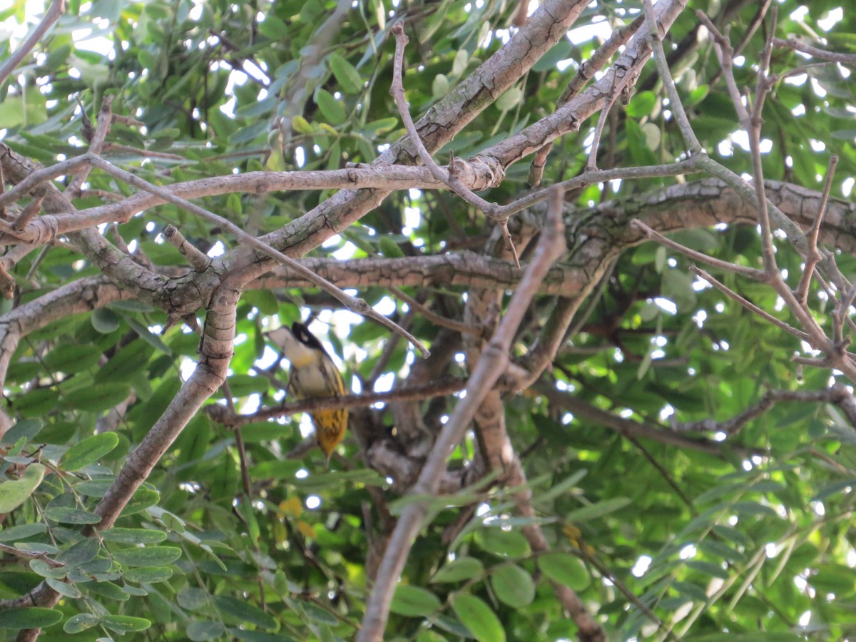 Cape May Warbler - ML642712545