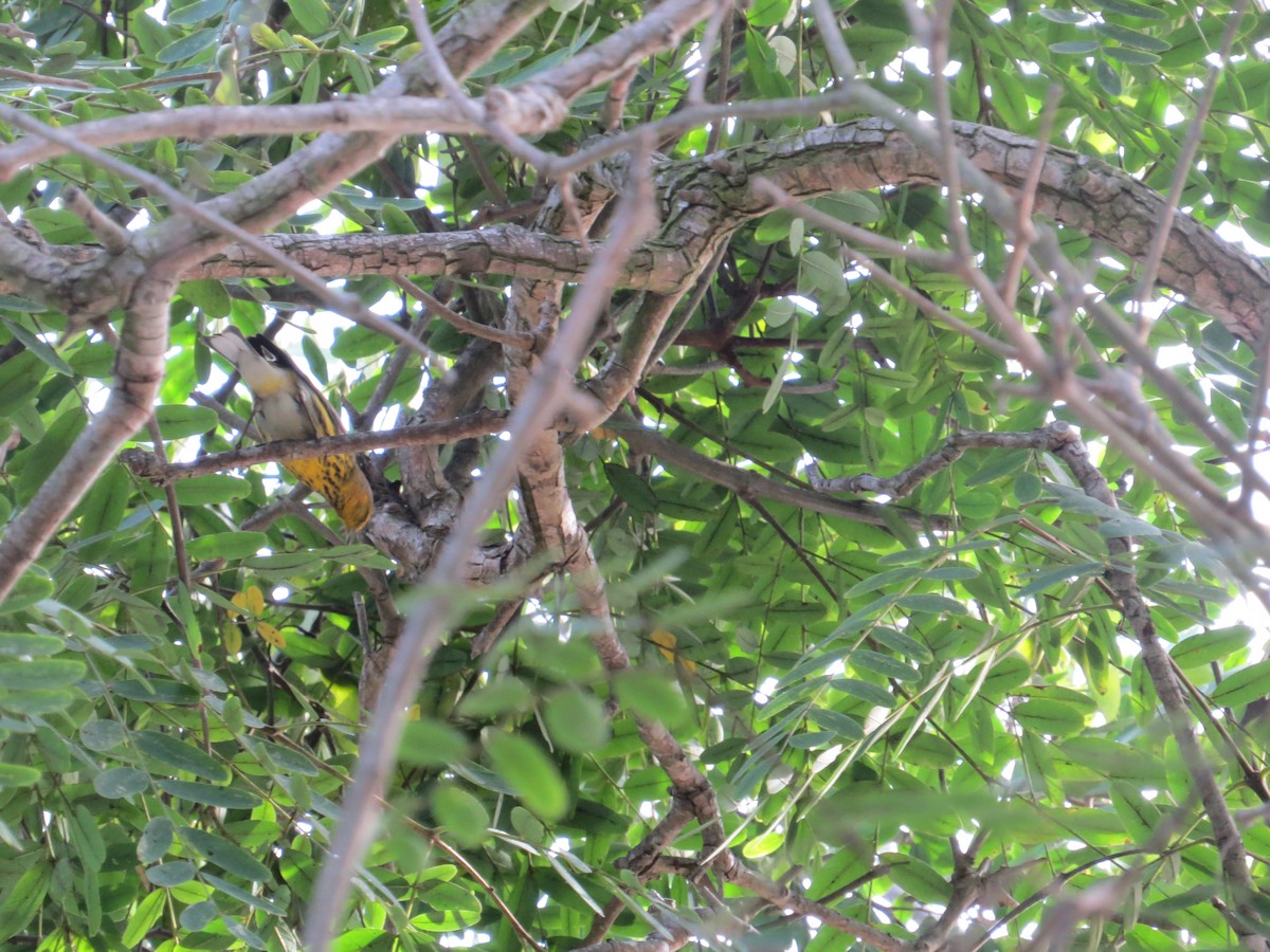 Cape May Warbler - ML642712546