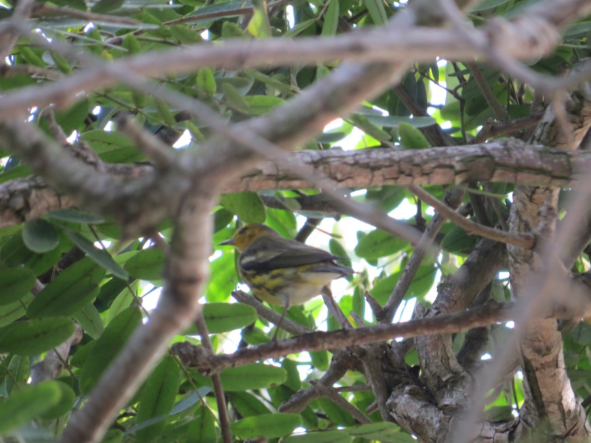 Cape May Warbler - ML642712547