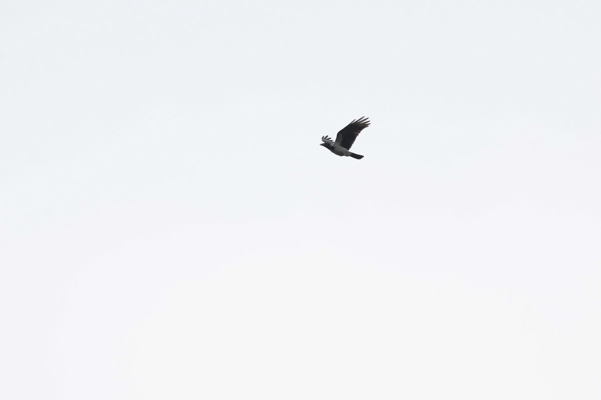Hooded Crow - ML642712553