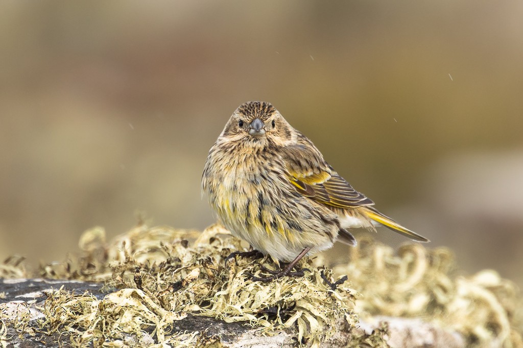 White-bridled Finch (Falkland) - ML642712575
