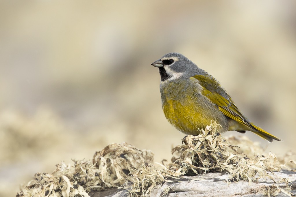White-bridled Finch (Falkland) - ML642712576