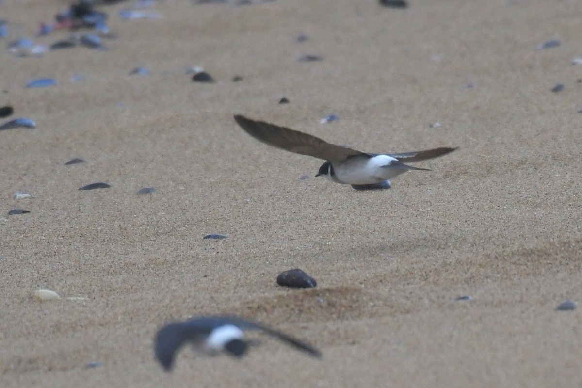 White-rumped Swallow - ML642712579