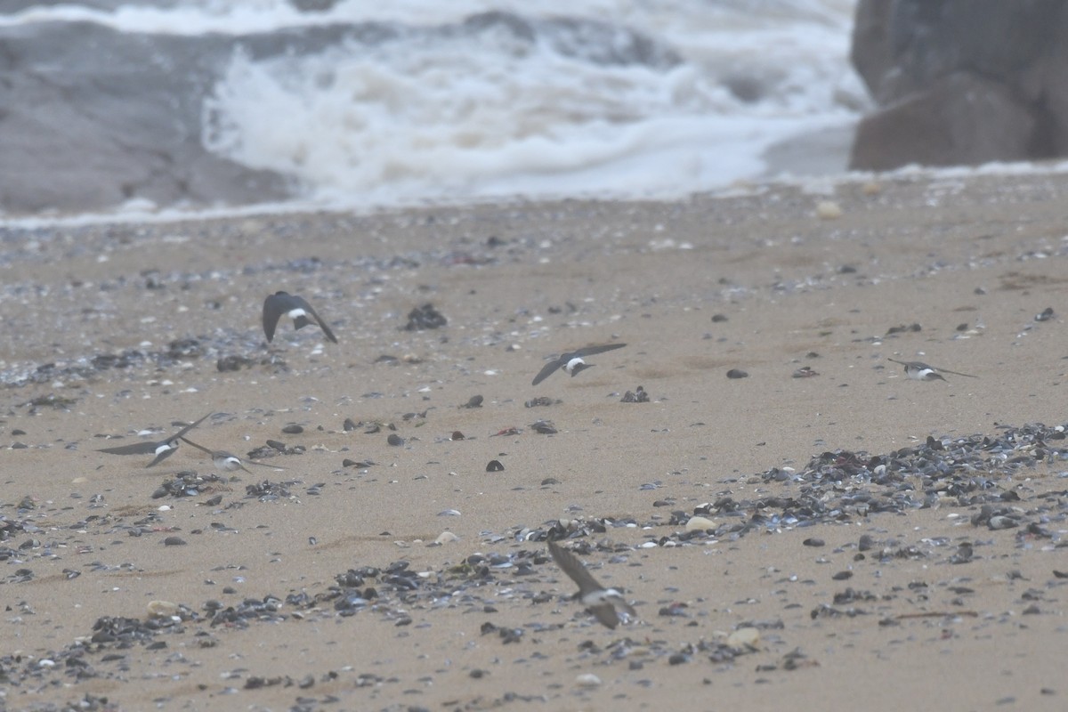White-rumped Swallow - ML642712581