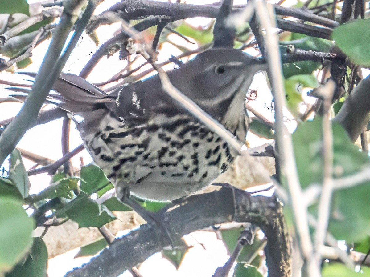 Brown Thrasher - ML642712584