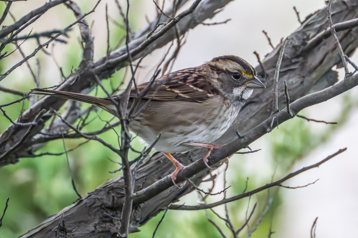 White-throated Sparrow - ML642712585