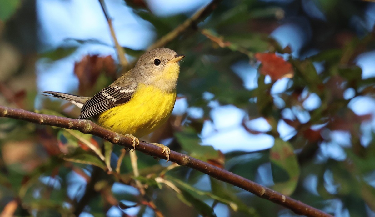 Magnolia Warbler - ML642712589