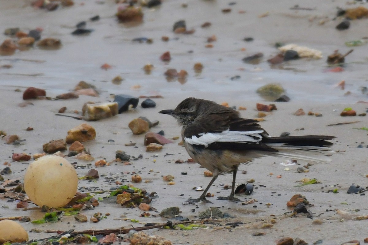 White-banded Mockingbird - ML642712590