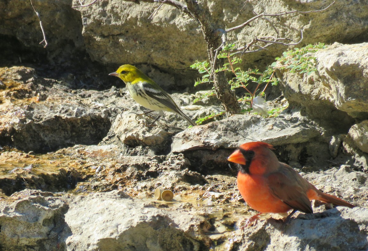 Northern Cardinal (Common) - ML642712591