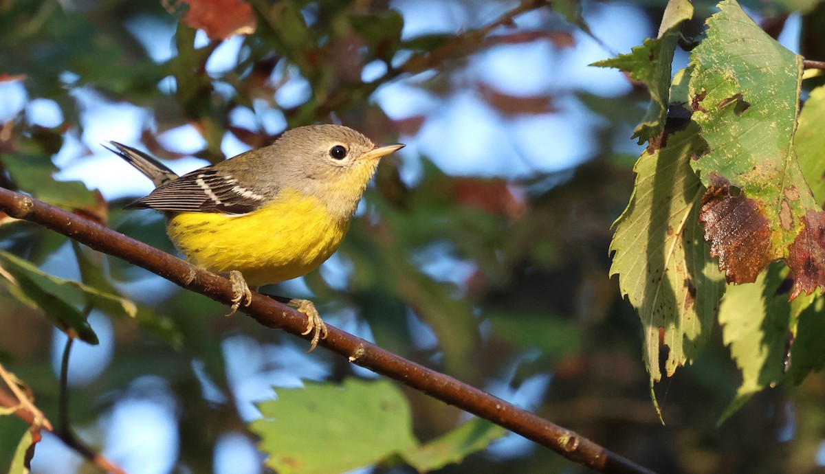 Magnolia Warbler - ML642712592