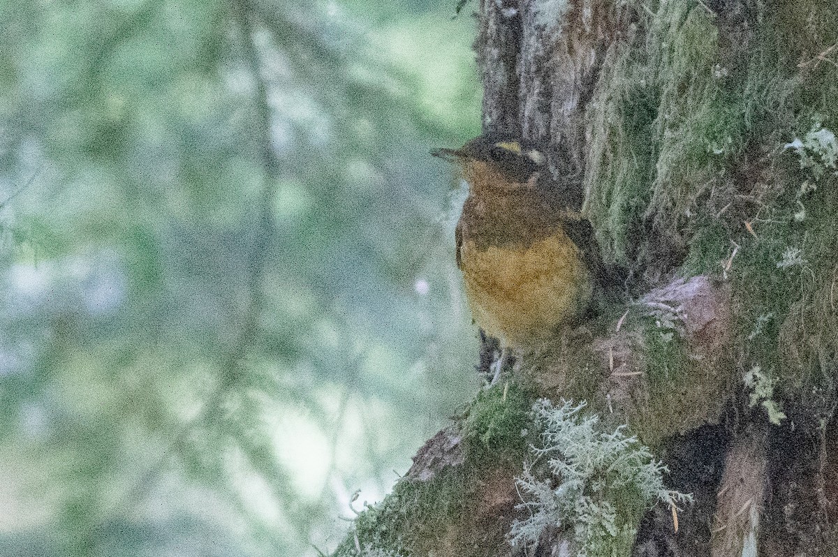 Varied Thrush - ML642712593