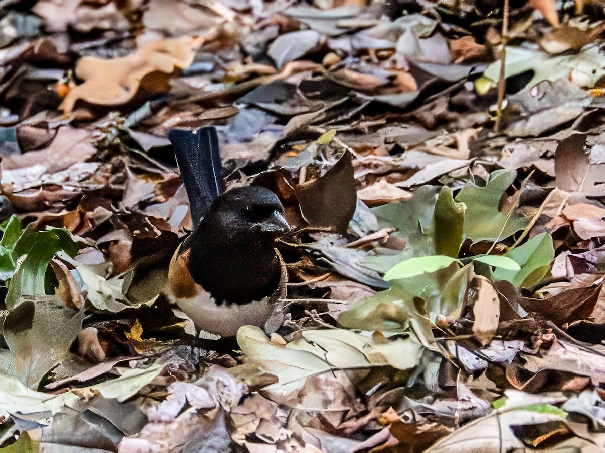 Eastern Towhee - ML642712594